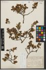 Foto von Salix waldsteiniana Willd.